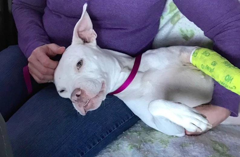 Courageous Dog Smiled Through Her Cancer Treatment And Now She’s Ready For A Family To Love Her