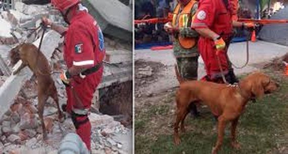 Heroic Search Dog Has Helped Save 26 Victims Of Mexico Earthquake