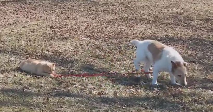 Kitty Won’t Let Go Her Doggy’s Leash, But It’s The Dog’s Reaction You Should Focus On