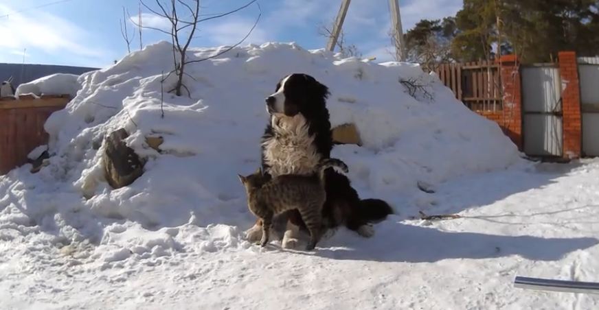 Cat Attacks Bernese Mountain Dog With Love And Affection