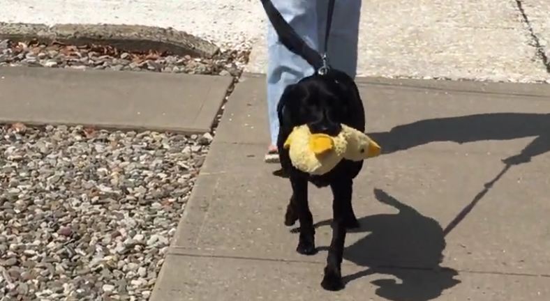 This Pooch Would Not Part From Her Favorite Stuffed Animal Even For A Walk