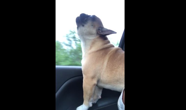 Talented Pooch Puts On Hilarious Show When He Hears His Favorite Song