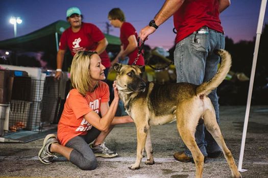 Harvey Dog Adoptions Postponed As Distemper Outbreak Hits NRG Arena In Houston