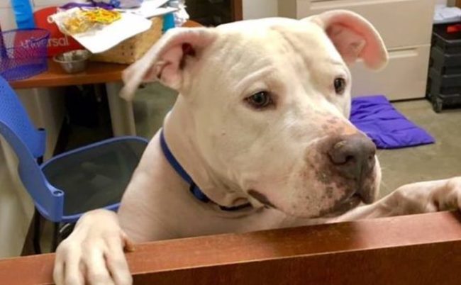 Shelter Staff Vows To Make Rescue Dog’s Final Days Special
