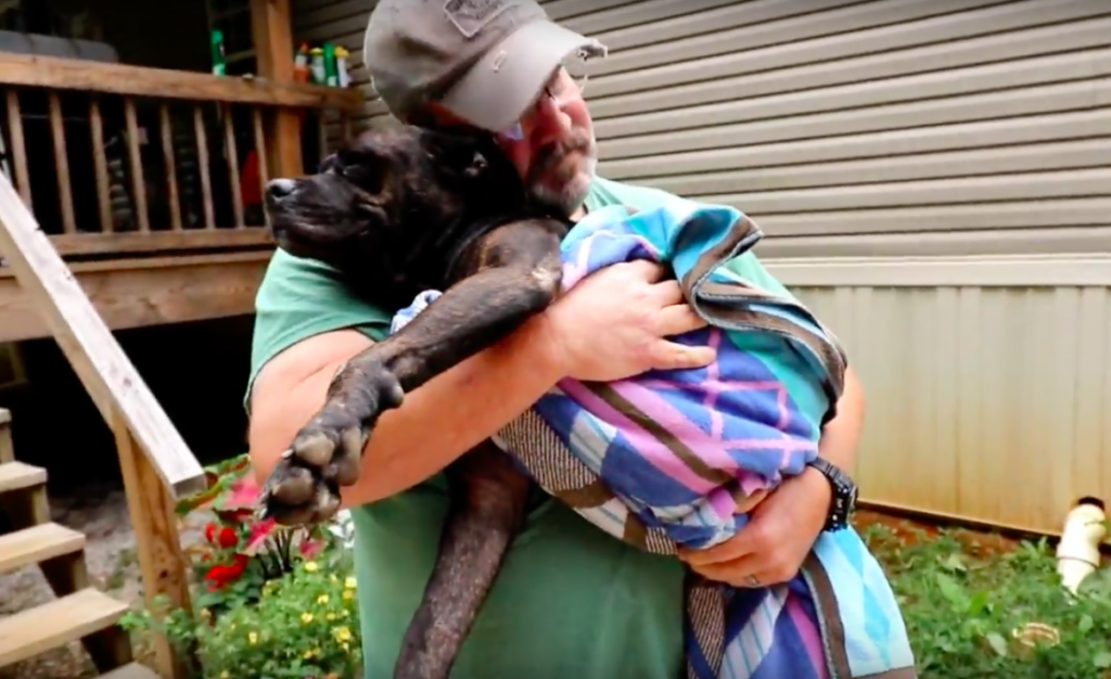 Injured Stray Dog Walked Onto A Man’s Porch, But Had No Idea She Was About To Meet Her New Family