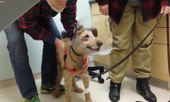 Blind dog gets surgery so he can see, and 14 million have fallen in love with his reaction