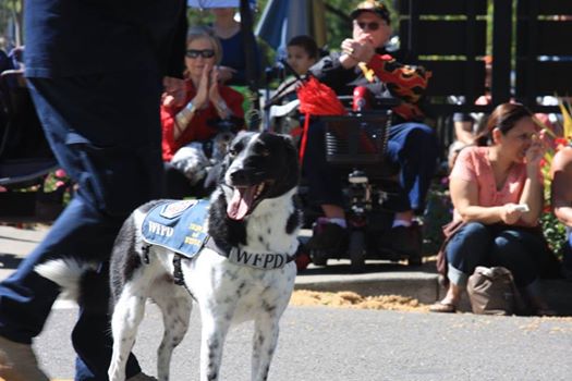 Former “Unadoptable” Shelter Dog Joins Search & Rescue Efforts In Texas