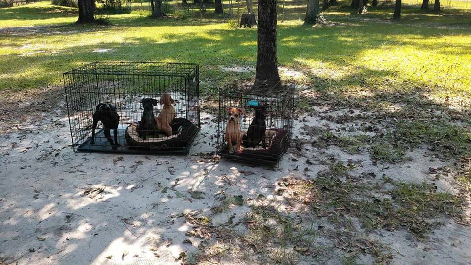 Heartless owners abandoned caged dogs as monster storm approaches