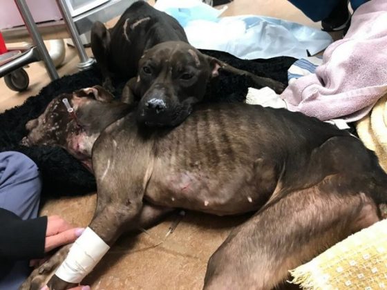 Pit Bull Protects Dying Friend After They Were Dumped Together By Dogfighters
