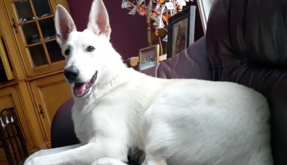 Dog Lets Out A Squeaker, The Unforeseen Fart Has The Dog And Mom Wondering