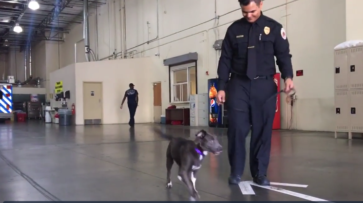 This Hurricane Harvey Pup Found A Home With Paramedic Helping In Texas