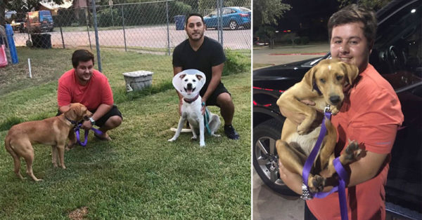 This Young Man Drove 4 Hours Into A Raging Hurricane To Save A Pair Of Dogs He’d Never Met