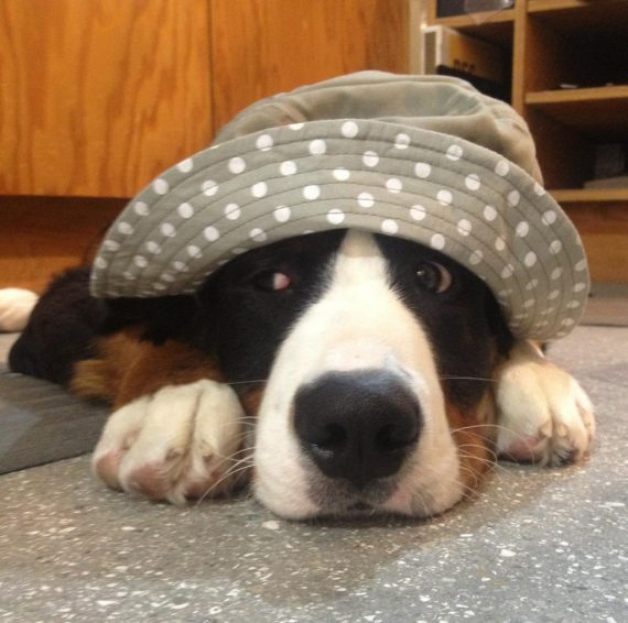 12 Dogs Who Aren’t Impressed With The Silly Hats Their Humans Picked Out