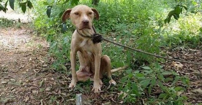 Dog Left Tied To A Tree For Weeks Surprises Everyone With What She’s Been Hiding!