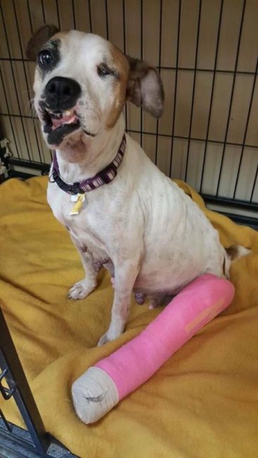 Milly: Saddest rescue story ever as dog writhed in pain in shelter for weeks