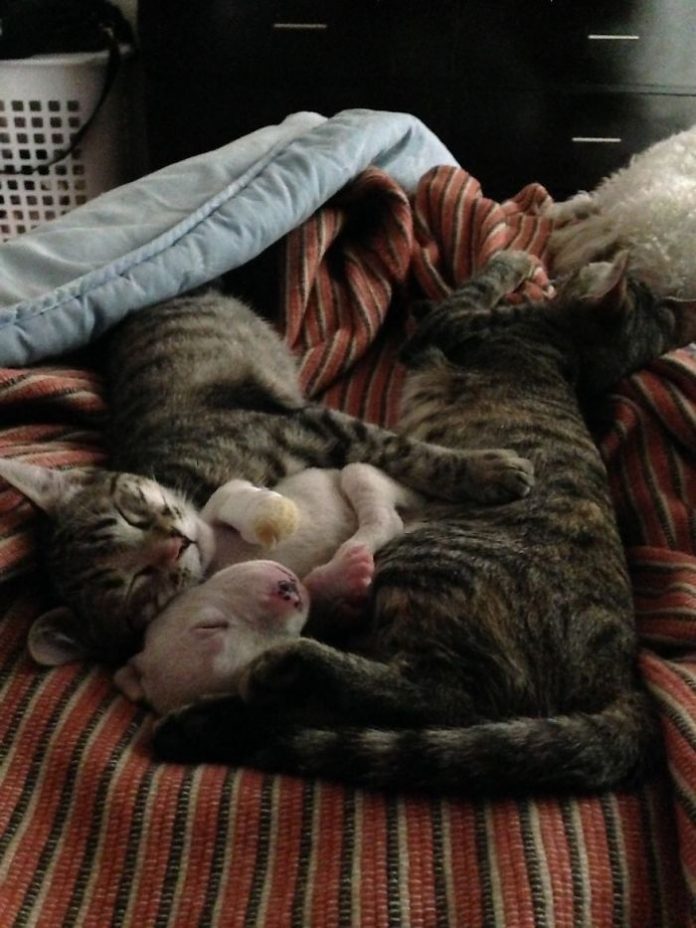 Cats Adopt Pit Bull Puppy After His Own Mother Tried To Eat Him