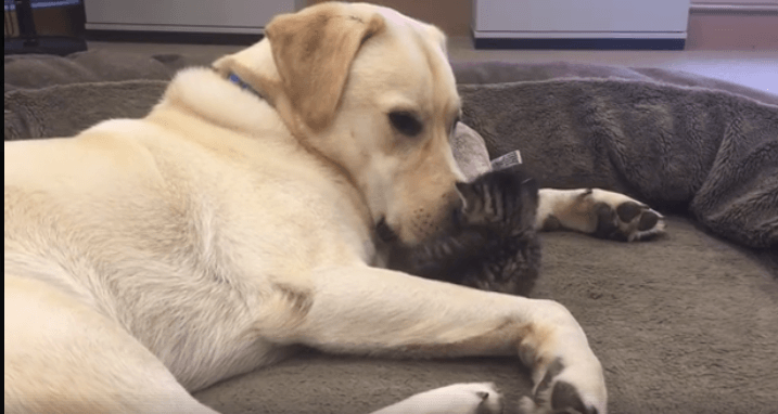 Nurturing dog comforts kitten abandoned in garden