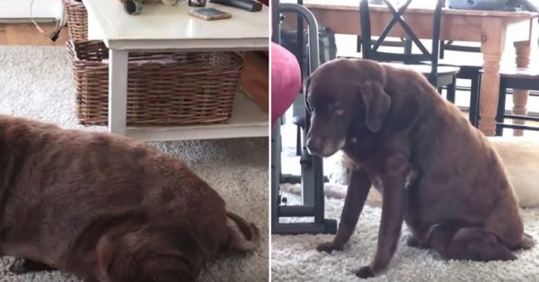 This Labrador Is Setting Off Alarms With His Persistent Poots
