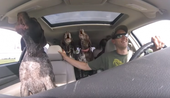 Dad Sets Up Camera To Show The 4 Giant Dogs Going Crazy On The Way To Their Favorite Place