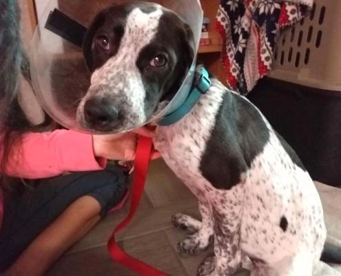 Puppy was repeatedly slammed on the ground after potty accident