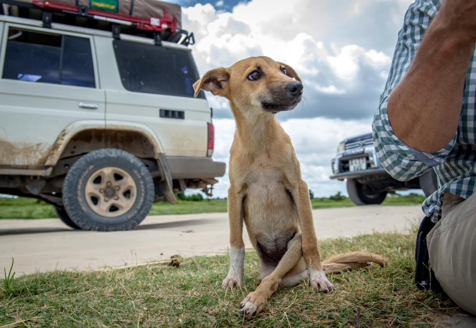 Paralyzed Puppy Proved Her Resiliency When She Dragged Herself For Miles Until She Found Help