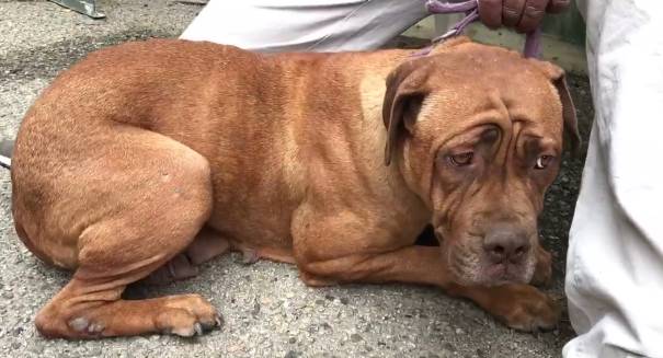 Surrendered dog’s utter terror will break your heart