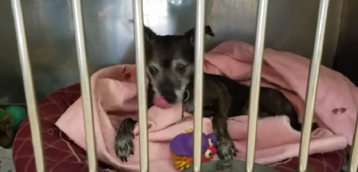 This homeless senior dog makes his own bed in shelter kennel