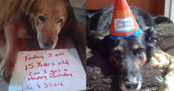 12 Sweet Senior Dogs Celebrating Their Birthdays