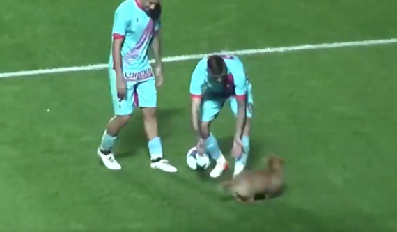 Soccer Match Brought To A Halt When Stray Dog Decides To Play Fetch