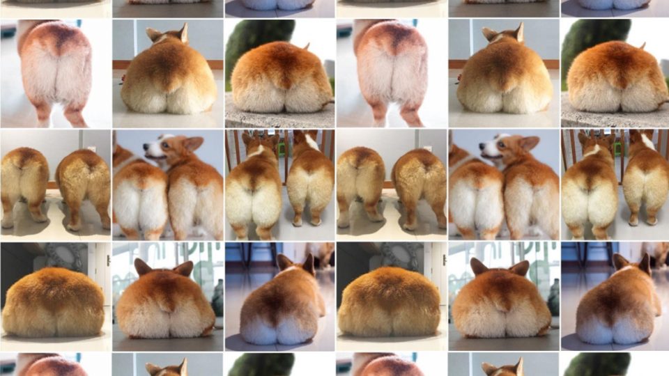 Corgi Brothers Famous for Shaking Their Fluffy Flanks All Over the Internet