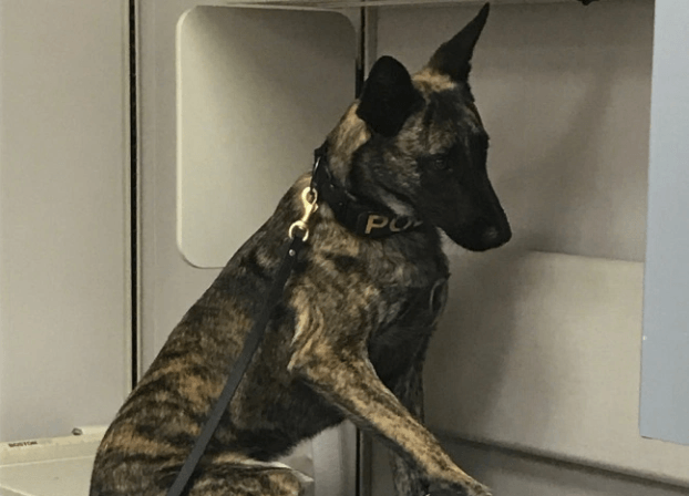 Tragic ending for police department K9