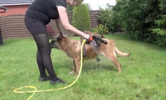 Dog’s Trying To Get A Shower, But His Water-Loving Friend Doesn’t Want To Wait His Turn