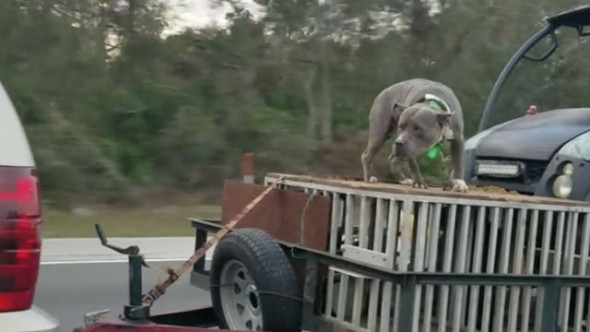 Facebook User Captures Shocking Video of Dog Chained to Open Trailer on Highway