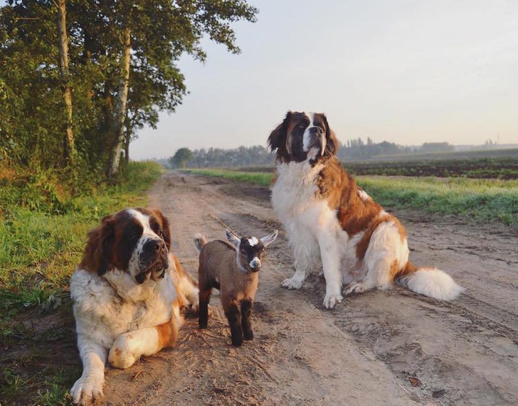 Adorable Goat Grows Up With Two Dogs as Foster Parents