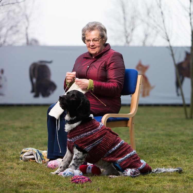 “Unadoptable” Dark Dogs are Given Bright Sweaters to Help Them Find Forever Homes