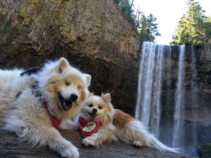 Tiny Rescued Pomeranian Serves as Seeing Eye Dog for His Blind Best Friend