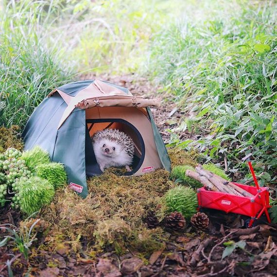 Tiny Hedgehog Goes Camping, And His Pics Are The Best Thing You’ll See Today