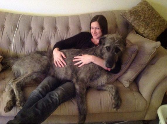 Dogs Who Forgot They’re Too Big To Be Lap Dogs