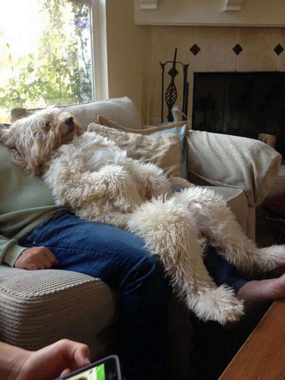 Share Photos Of Your Dogs Acting Like Humans