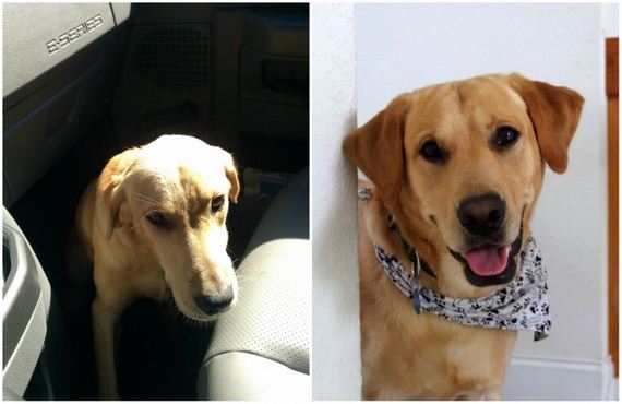 Pics Of Pets Before And After Adoption That Speak Louder Than Words