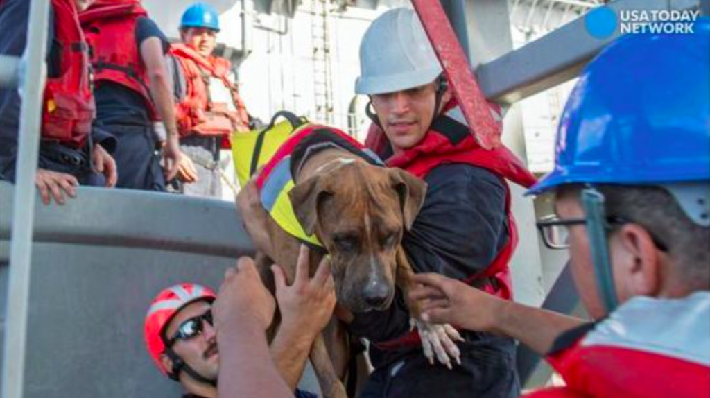 Navy Rescues Two Women And Their Dogs Who Were Lost At Sea For Five Months