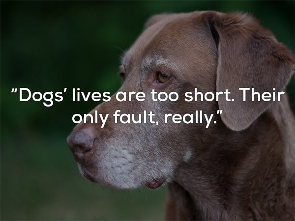 Quotes To Remind You That Dogs Are The Greatest