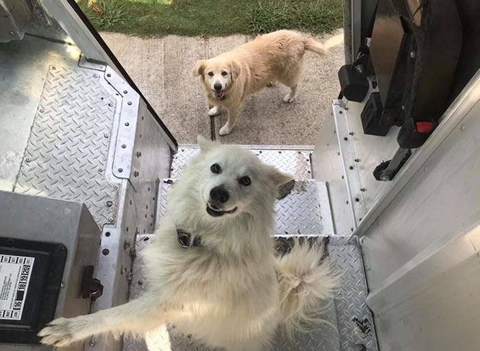 Turns Out, UPS Drivers Have A Facebook Group About Dogs They Meet On Their Routes, And It Will Make Your Day