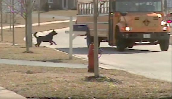 Patient Dog Waits For The Bus Every Day To Help His Human After School