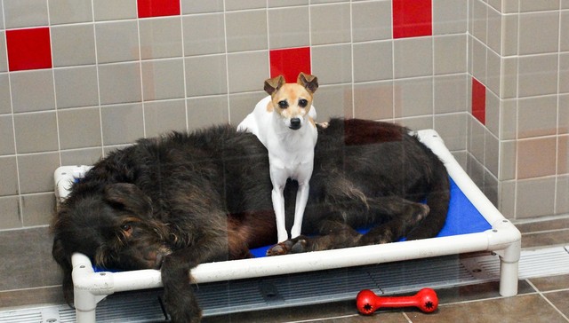 Dumped At A Shelter Together, These Two Dogs Are Inseparable