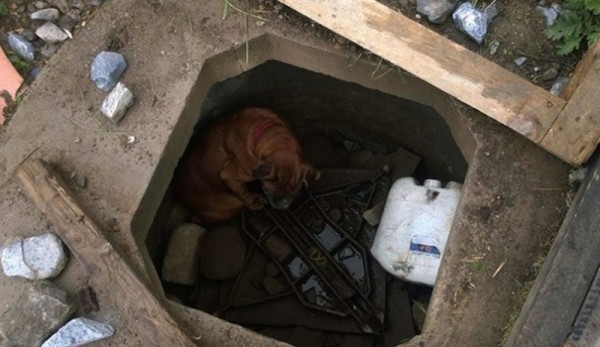 Little Girl Runs To Get Help After Finding Dog In A Concrete Grave