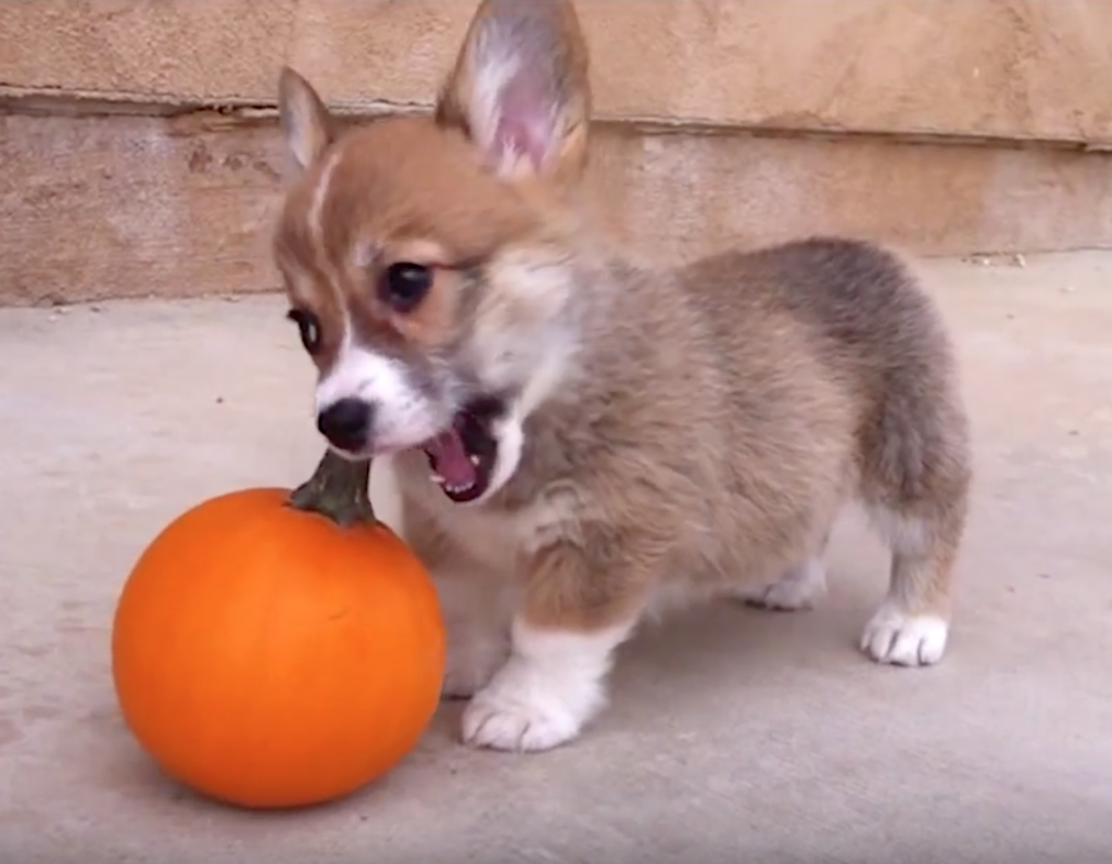 Tiny Corgi Mistakes Pumpkin For A Threat, And We’re Better Off Because Of It