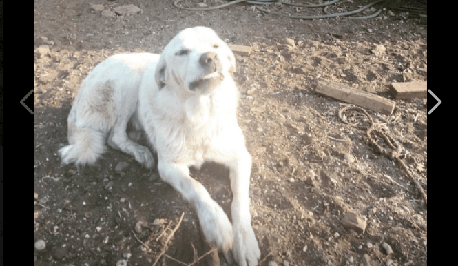 Guardian dog braved fire to protect piglets