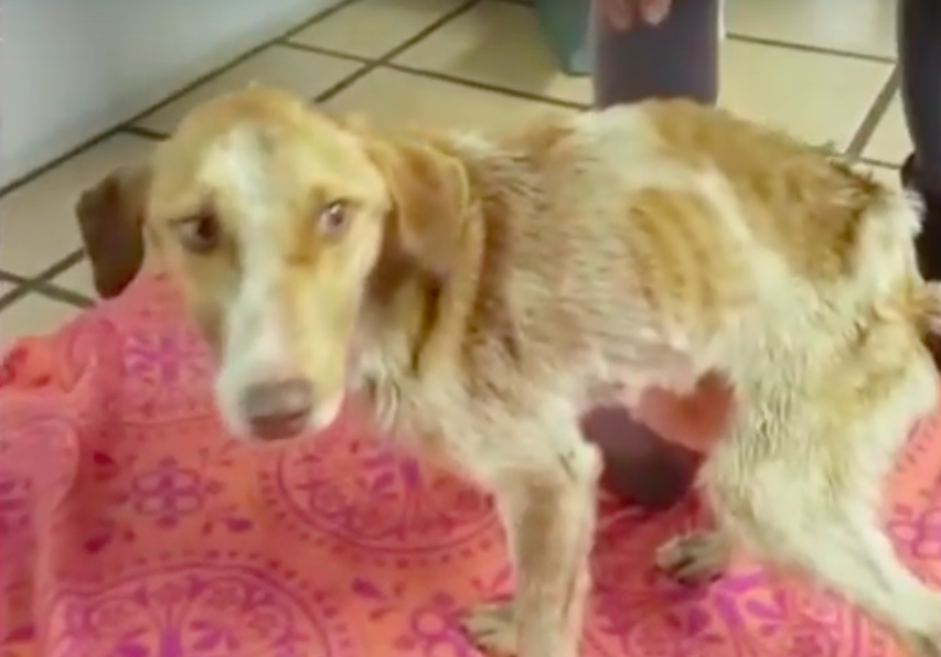 He Was Found Chained Up And Covered In Car Oil, But He Had No Idea His Life Was About To Change