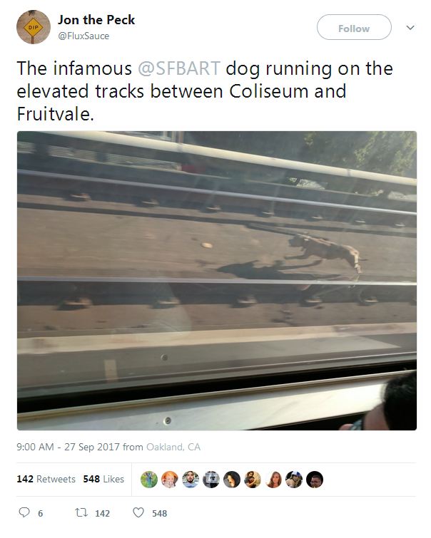 Runaway Dog Stops Train In Its Tracks Until He’s Brought To Safety